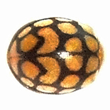 Epilachna dreigei